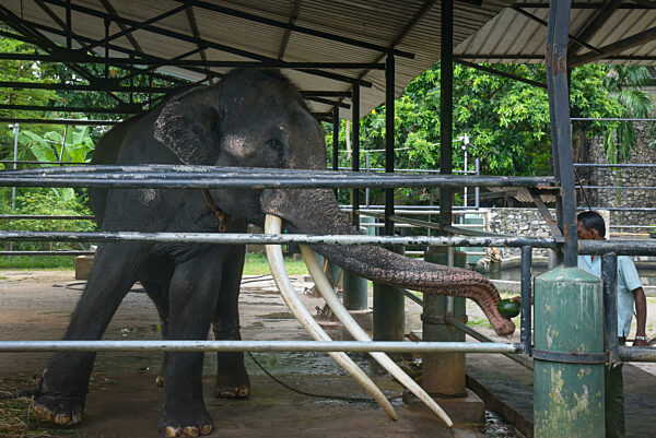 Sri Lankan Asian Elephant Sak Surin