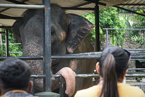 Sri Lankan Asian Elephant Sak Surin