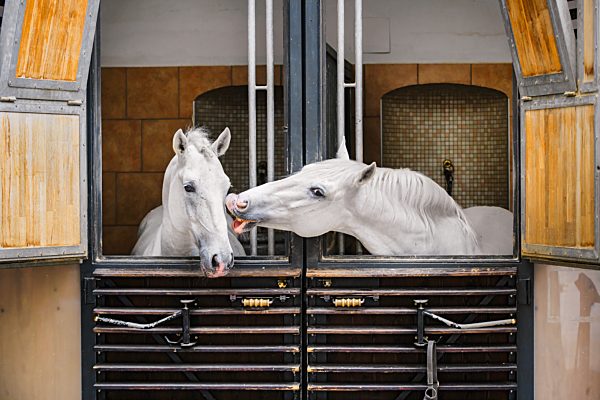 Wien: Spanische Hofreitschule, Lipizzaner