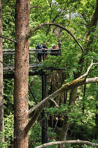 Pfalz: Fischbach, Baumwipfelpfad