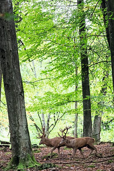 Pfalz: Silz, Wild- und Wanderpark Suedliche Weinstrasse