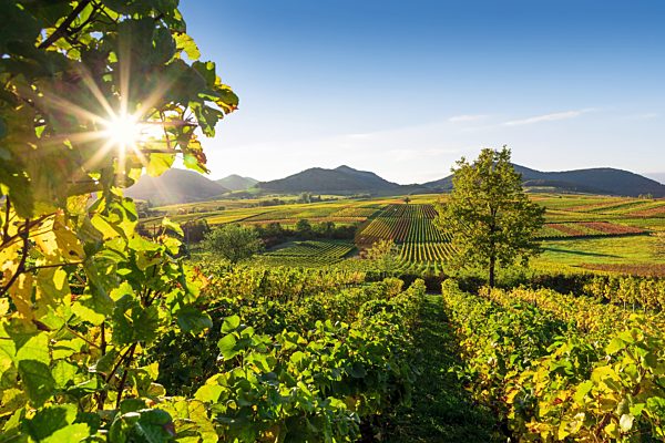 Pfalz: Ilbesheim, Kleine Kalmit