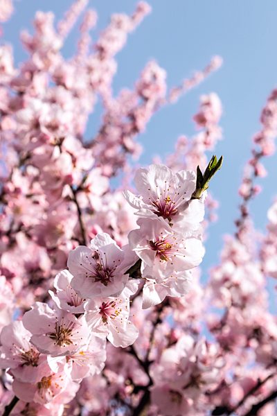 Pfalz: Gimmeldingen, Mandelbaum