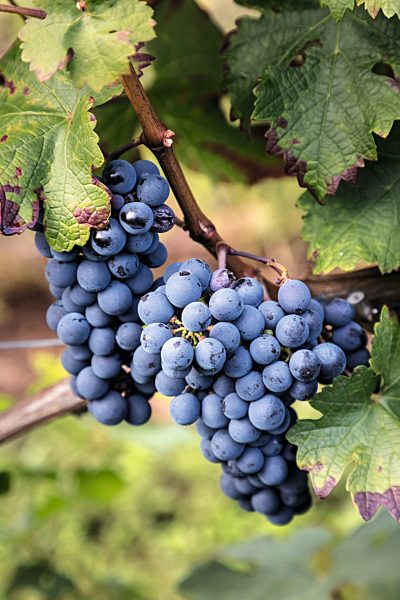 Pfalz: Rhodt unter Rietburg, Trauben