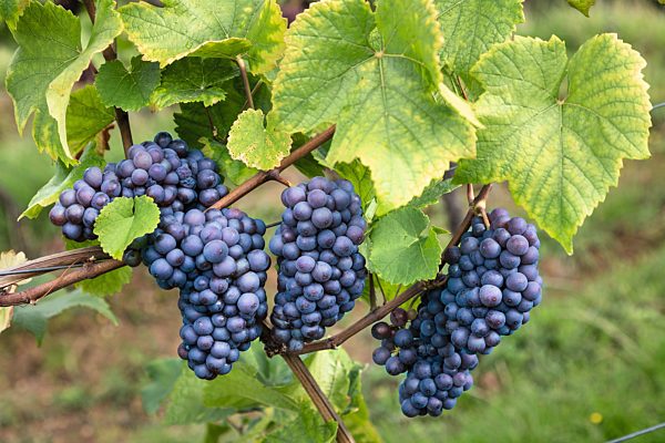 Pfalz: Birkweiler, rote Trauben