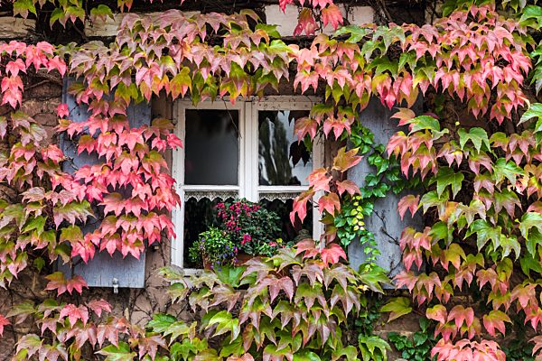 Pfalz: Heuchelheim, weinbewachsenes Haus