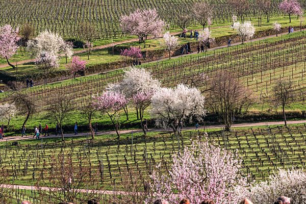 Pfalz: Gimmeldingen, Weinberge