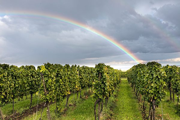 Pfalz: Gleisweiler, Weinanbau