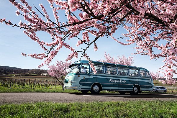 Pfalz: Oldtimerbus bei Wachenheim