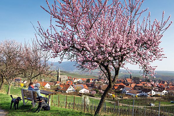 Pfalz: Birkweiler, Mandelbluete