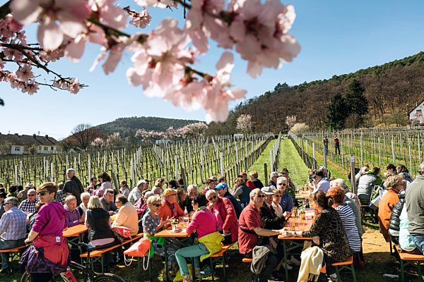 Pfalz: Gimmeldinger Mandelbluetenfest