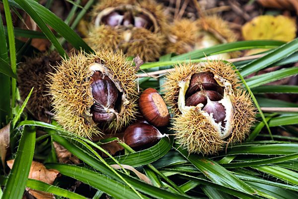 Pfalz: Pfaelzer Keschdeweg bei Annweiler