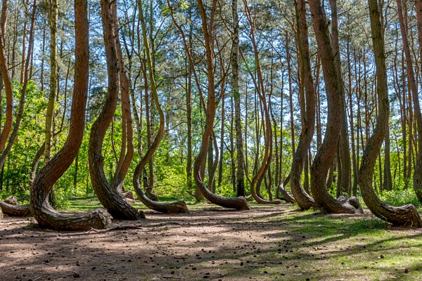 Danzig: Krummer Wald bei Greifenhagen