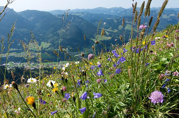 Allgaeu: Oberstdorf, flower meadow at Fellhorn