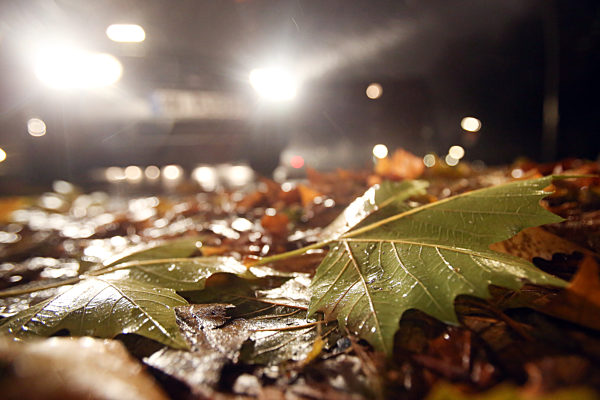 Nasses Laub auf Fahrbahn