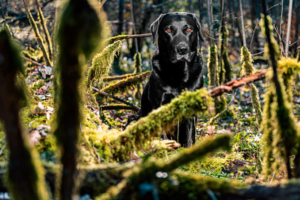 Labrador im Wald 2