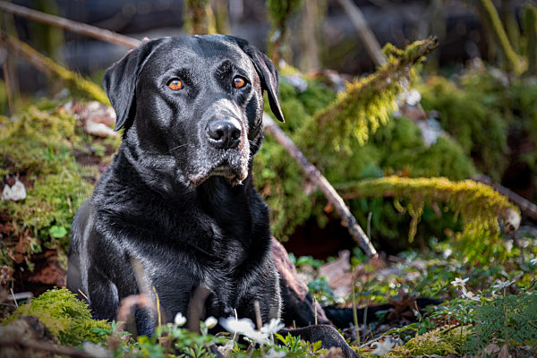 Labrador im Wald 1