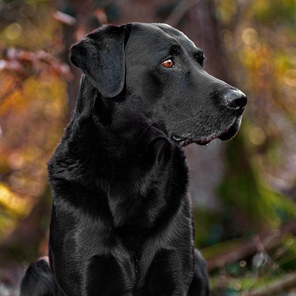 Labrador im Wald 4