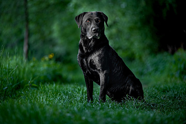 Jagdhund beobachtet 2