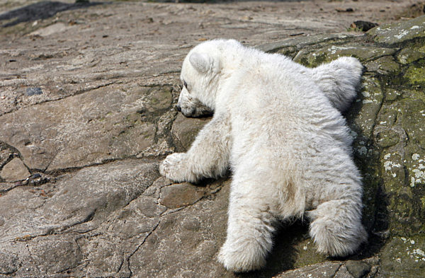 Das Eisbär-Baby Knut klettert am Freitag (23.03...