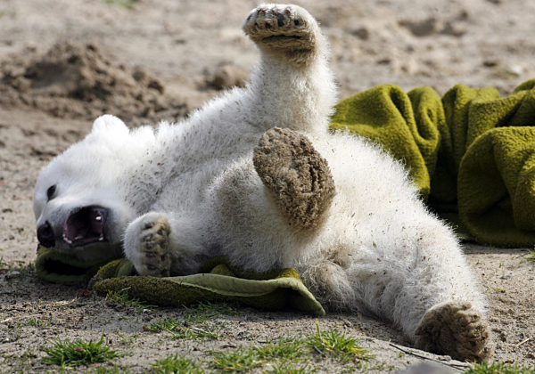 Der Eisbär-Baby Knut räkelt sich am Freitag (23.03...