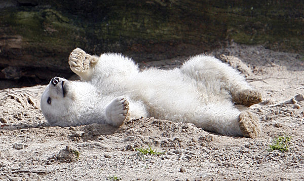 Das Eisbär-Baby Knut räkelt sich am Freitag (23.03...