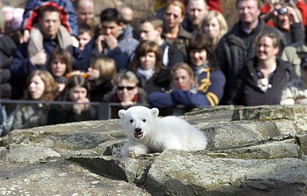 Bestaunt von hunderten von Zoo-Besuchern räckelt sich das Eisbär-Baby Knut...