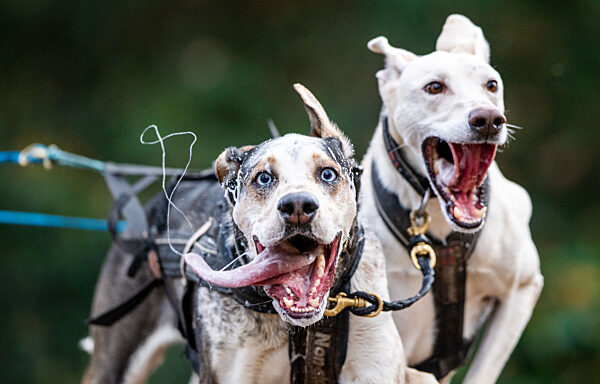 Schlittenhunderennen im Tierpark Ströhen