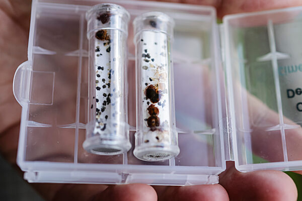 Ausbildung von Bettwanzenspürhunden bei Flensburg