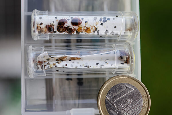 Ausbildung von Bettwanzenspürhunden bei Flensburg