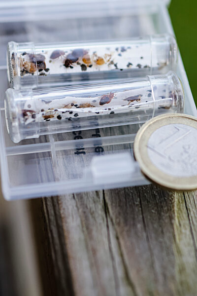 Ausbildung von Bettwanzenspürhunden bei Flensburg