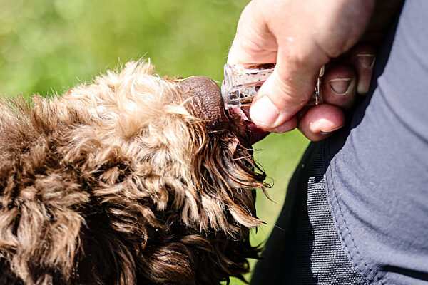 Ausbildung von Bettwanzenspürhunden bei Flensburg