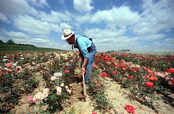 Gärtner harkt in Rosenfeld