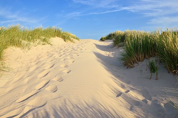 High sand dune with green beach grass, Germany