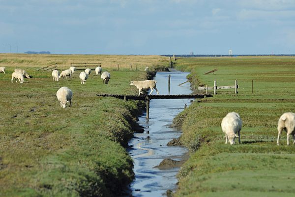 Sheeps on salt meadows traversed by a drain, Germany