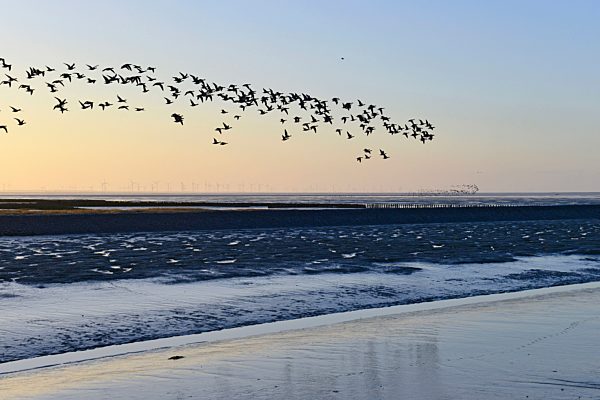 Dark flock of seagulls above the North Frisia Wadden Sea, Germany