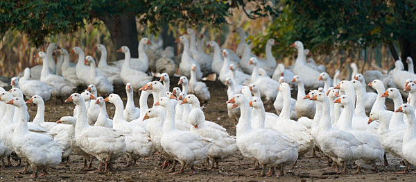 Gänsezucht Wermsdorf