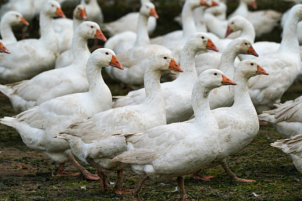 Gänsezucht Wermsdorf