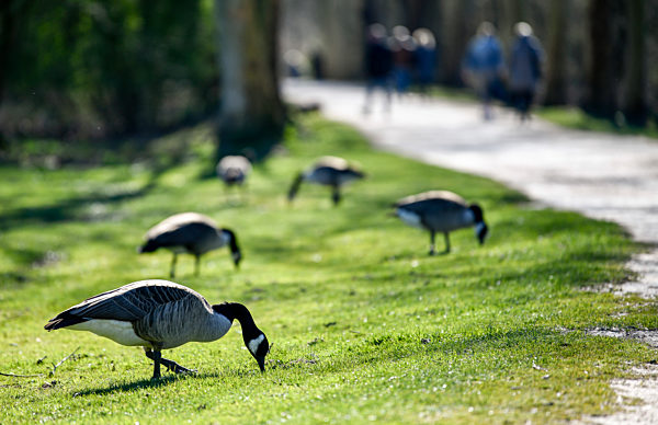 Wildgaense im Park
