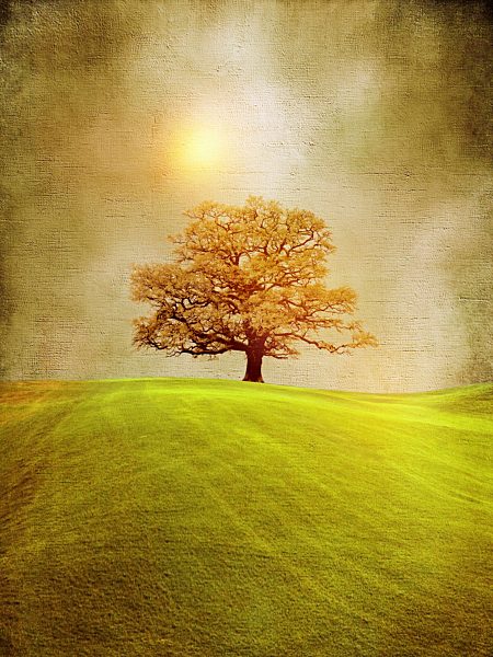 Golden single tree in rolling landscape