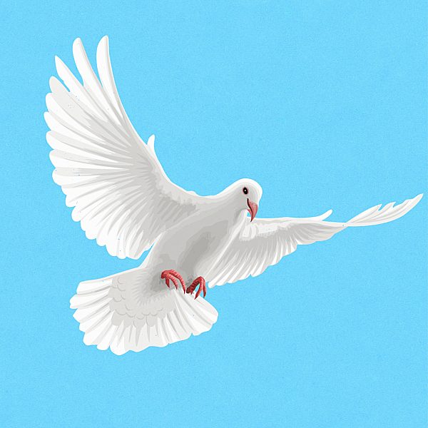 Flying white peace dove