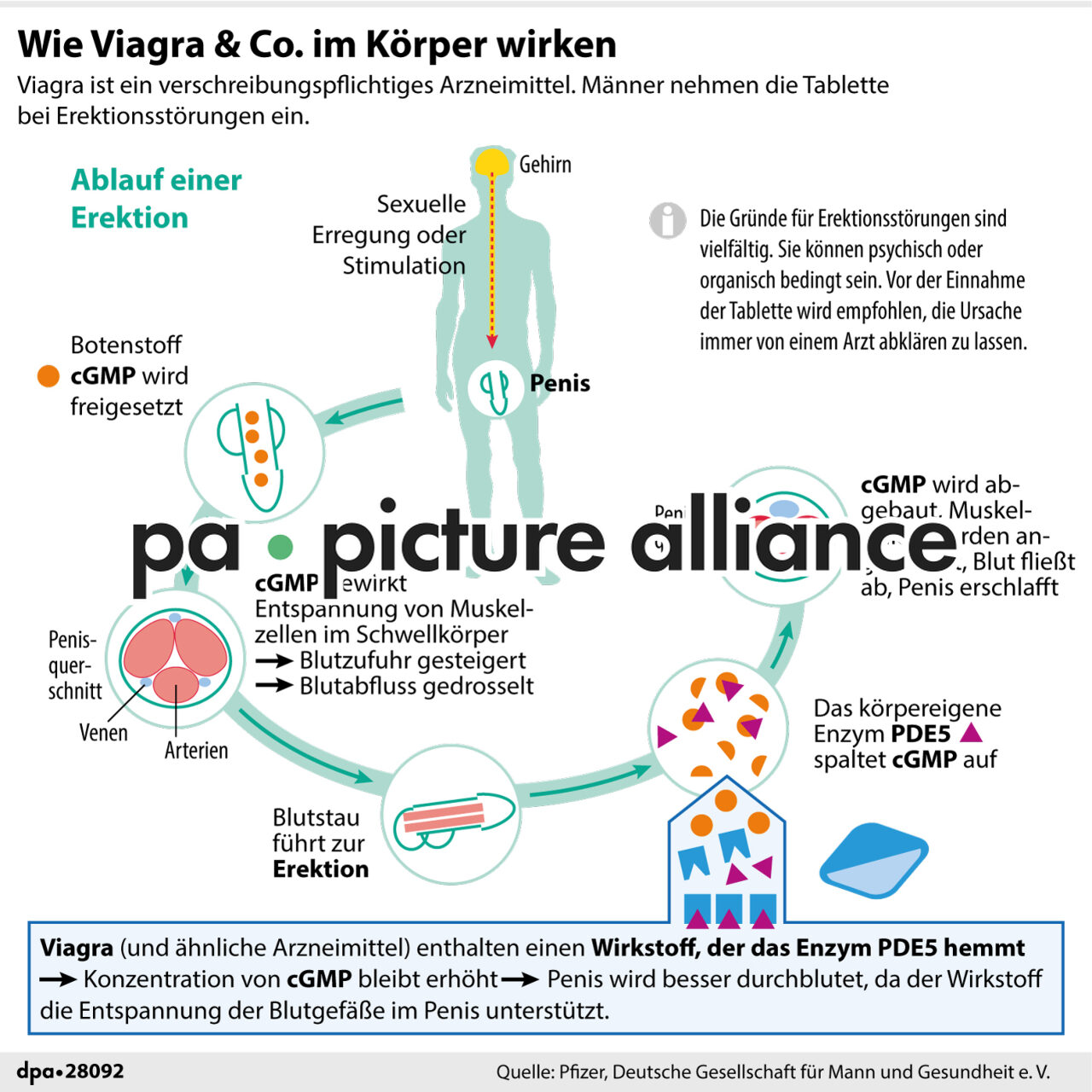 Wie Viagra & Co. im Körper wirken (Wiederholung) (25.09.2018)