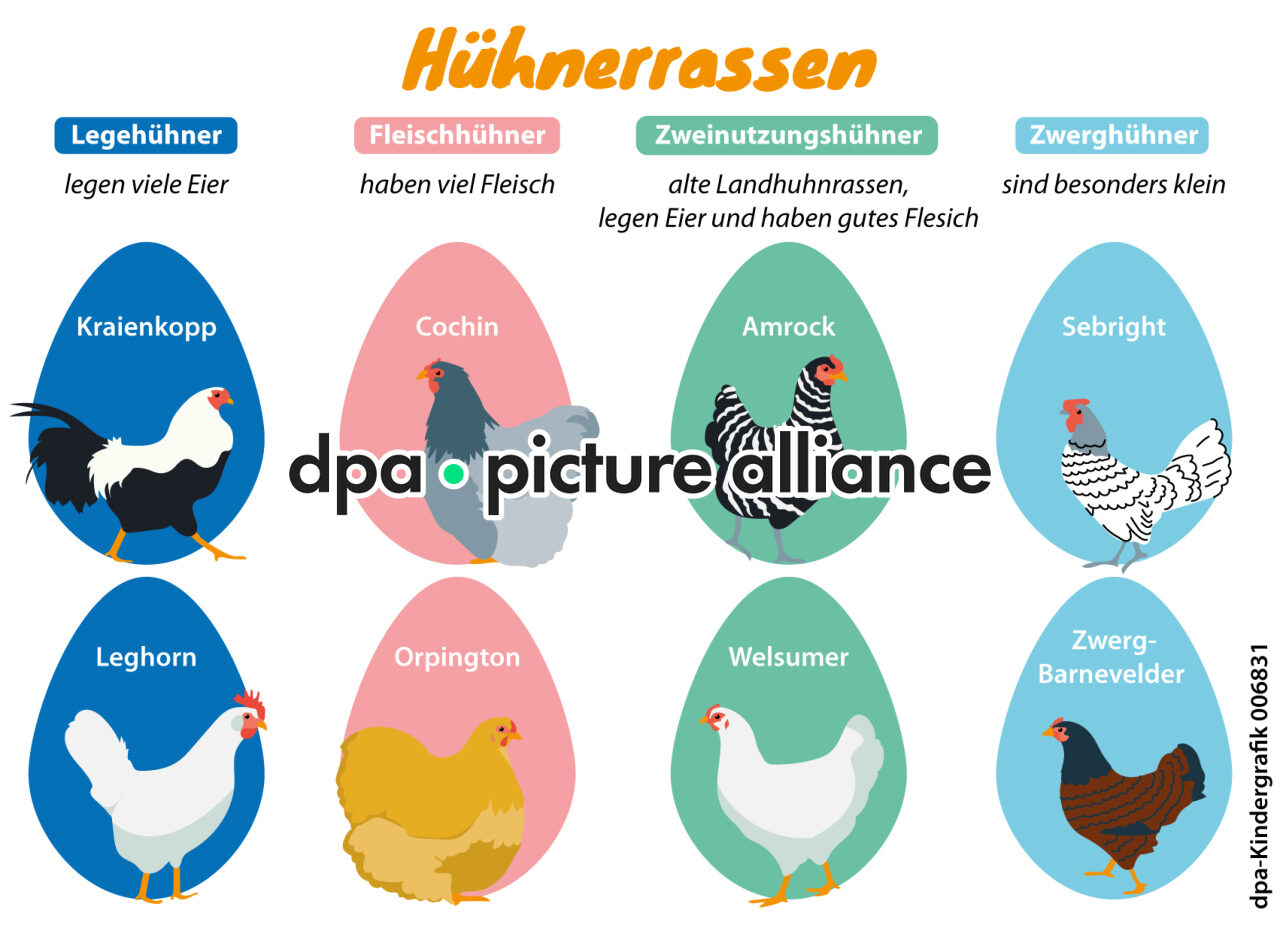 Kindergrafik: Hühnerrassen (08.04.2025)
