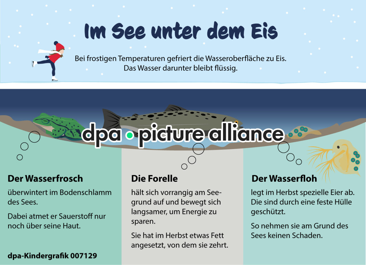 Kindergrafik: Im See unter dem Eis (20.01.2026)