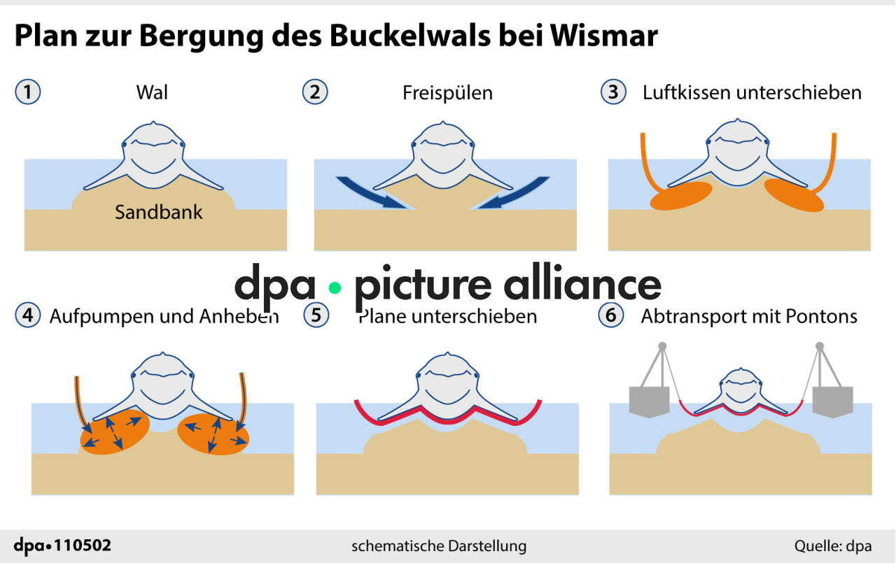 Plan zur Bergung des Buckelwals bei Wismar (16.04.2026)