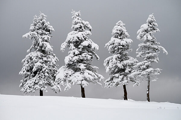 Winter im Thüringer Wald