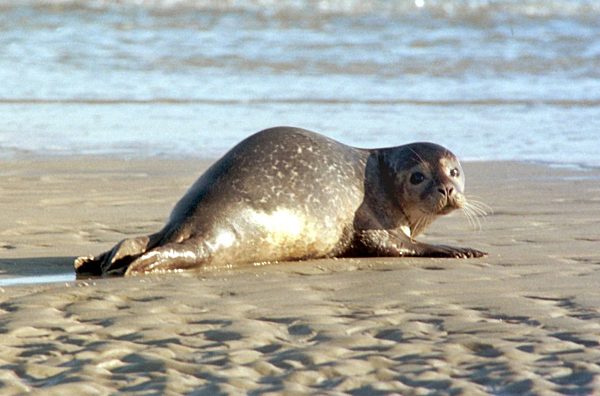 "Pallas"-Unfall - Robbe im Watt vor Amrum
