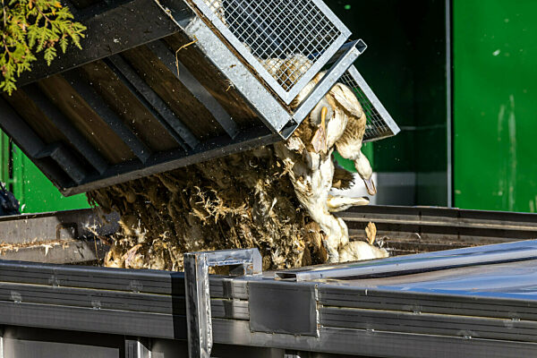 Vogelgrippe - Neuhardenberg