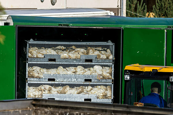 Vogelgrippe - Neuhardenberg