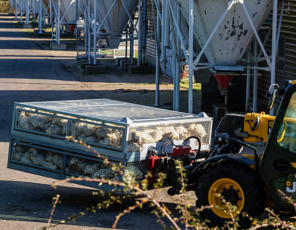 Vogelgrippe - Neuhardenberg